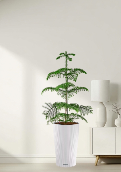 Араукария гетерофилла 24/110 в CILINDRO COLOR 32