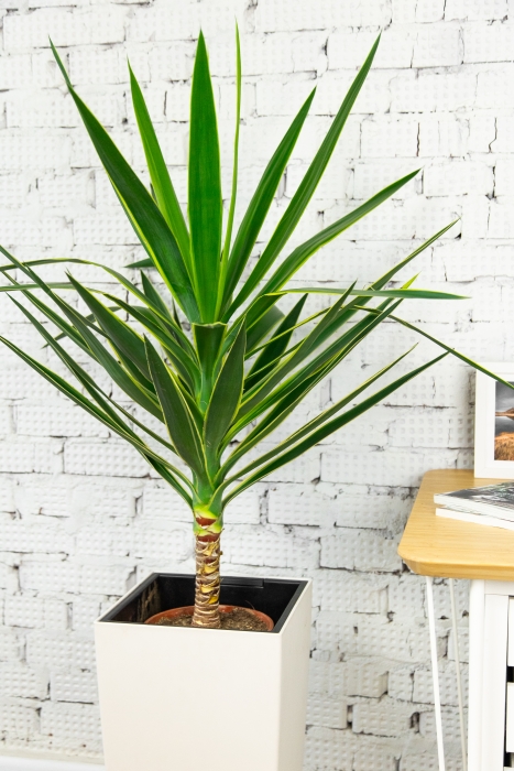 Юкка Пак 21/80 см