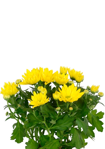 Хризантема микс 12/30 см в CUBE GLOSSY 14