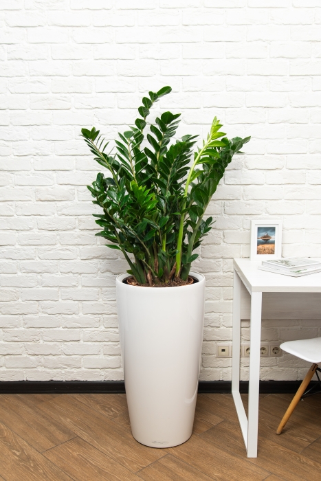 Замиокулькас 30/110 в RONDO 40