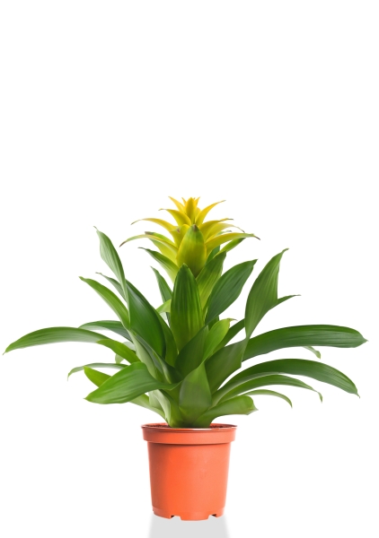 Гузмания желтая 12/40 см Гузмания желтая 12/40 см