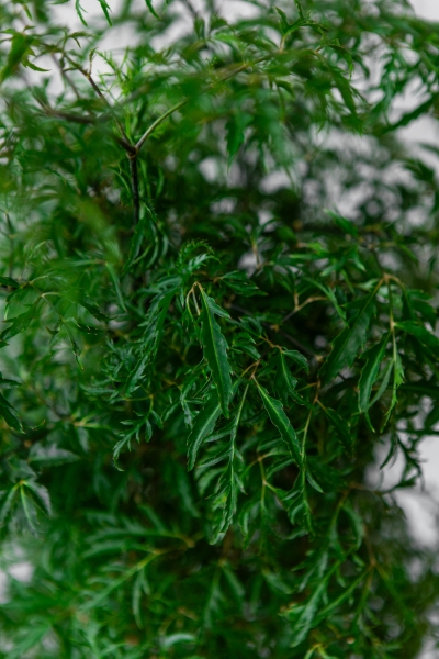 Полисциас Фрутикоза 24/90 Полисциас Фрутикоза 24/90