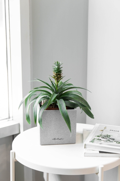 Ананас в CANTO STONE 14