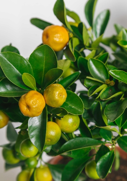 Цитрус Каламондин 15/40 см в CLASSICO COLOR 18