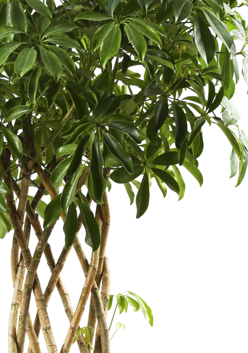 Шеффлера цилиндр в RONDO 32