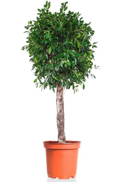 Фикус Бенджамина Нитида на штамбе 45/220 см Фикус Бенджамина Нитида на штамбе 45/220 см