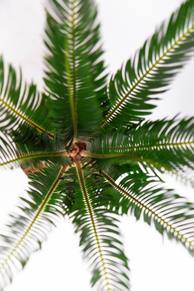 Цикас Революта 14/60 см