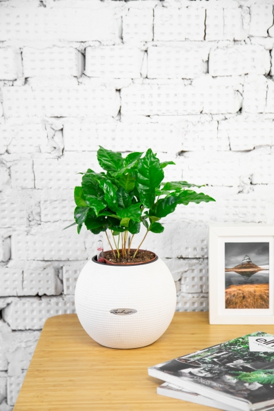 Кофе в PURO 20 Кофе в PURO 20