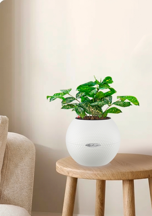 Драцена Суркулоза в PURO 20