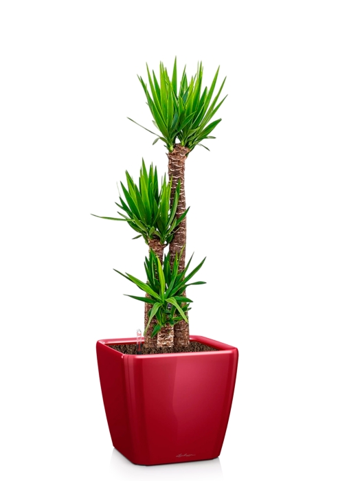 Юкка 3 ствола 31/160 см в QUADRO LS 43, ярко-красный блестящий