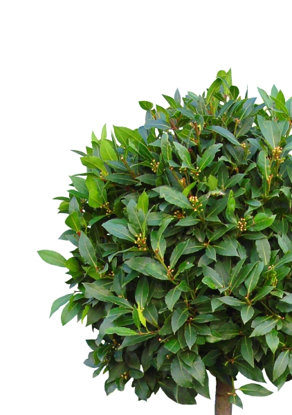 Лавр на стволе спираль 32/180 см Лавр на стволе спираль 32/180 см