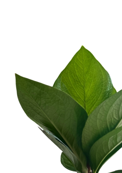 Антуриум Кобра 12 см в CUBE COLOR 18 Антуриум Кобра 12 см в CUBE COLOR 18