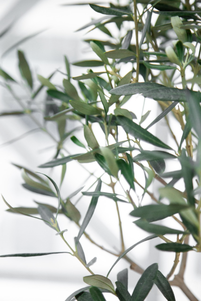 Олива 19/90 в CUBICO 30 Олива 19/90 в CUBICO 30