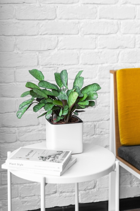 Ктенанта Амагрис в CUBE GLOSSY 14