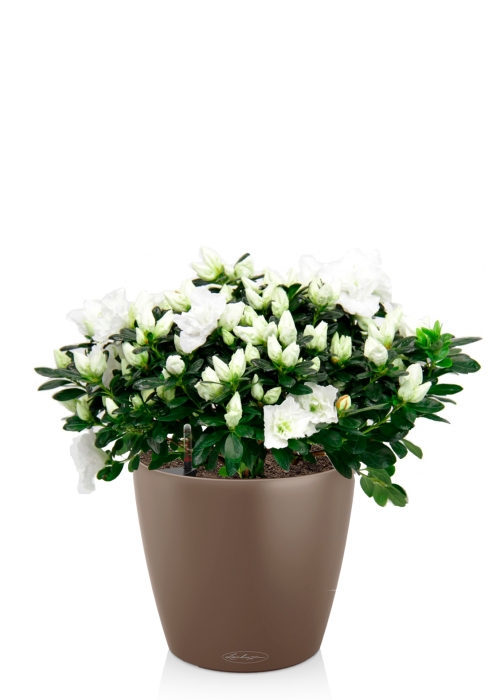 Азалия Фландрес белая в CLASSICO COLOR 21, мускатный