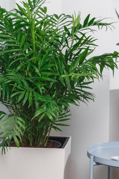 Хамедорея Элеганс 17/60 см в CUBICO 22