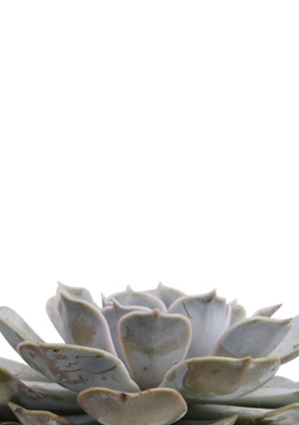 Эхеверия Лилацина 12/20 см в CLASSICO COLOR 18 Эхеверия Лилацина 12/20 см в CLASSICO COLOR 18