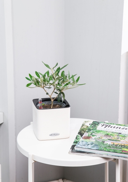 Олива в CUBE COLOR 14