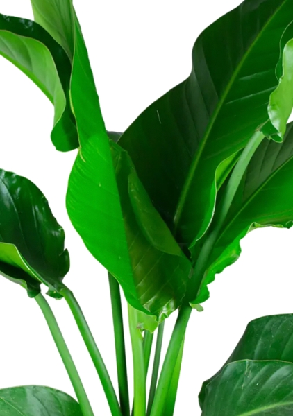 Стрелиция Николай 24/120 в CUBE 30