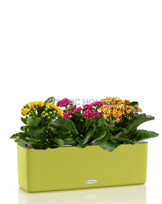 Каланхоэ CUBE COLOR TRIPLE 14/30 см Зеленый лайм