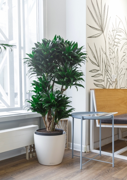 Драцена Компакта макси 34/160 см