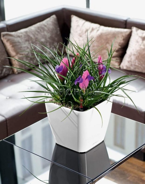 Кашпо LECHUZA QUADRO LS 21х20 см