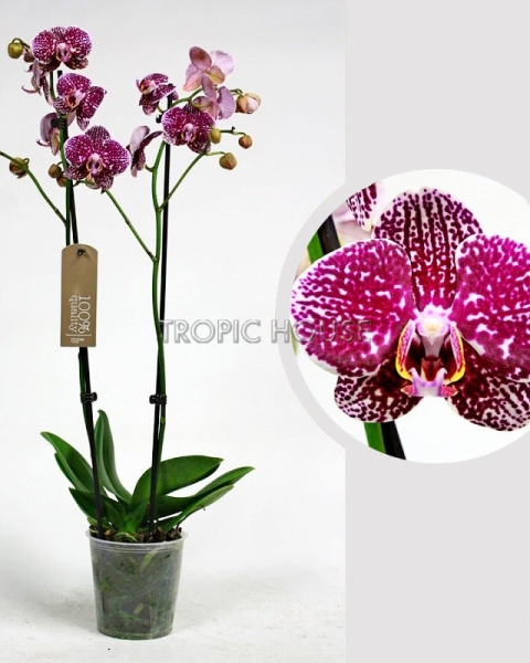Орхидея Фаленопсис розовая пятнистая 12/60 см