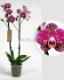 Орхидея Фаленопсис розовая пятнистая 12/60 см