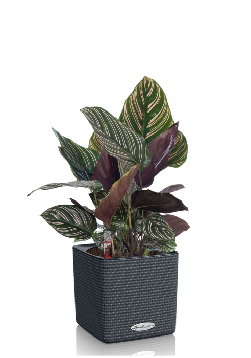 Калатея Сандериана в CUBE COLOR 14, серый