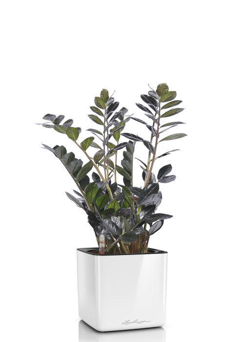 Замиокулькас Равен в CUBE GLOSSY 16, белый блестящий