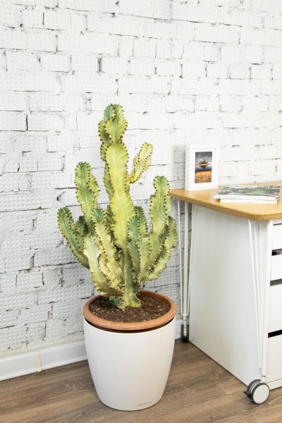 Эуфорбия Ингенс 30/100 см