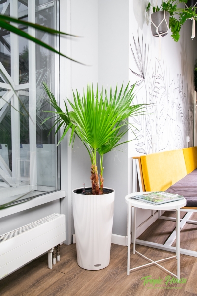 Вашингтония 21/110 см Вашингтония 21/110 см