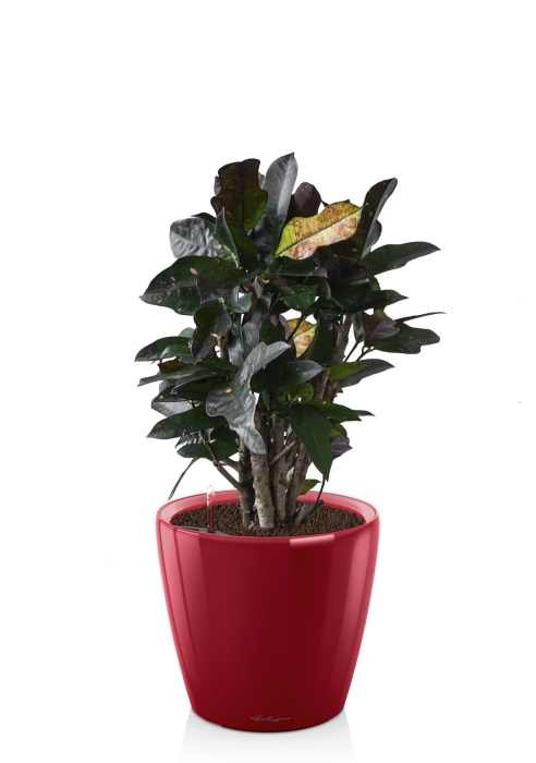 Кротон Вилма в CLASSICO LS 21, ярко-красный блестящий