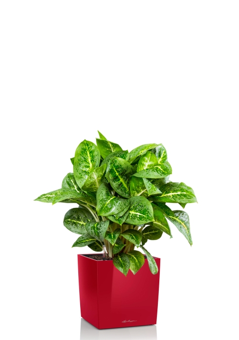 Аглаонема Лемон Минт 19/50 см в CUBE 30, ярко-красный блестящий