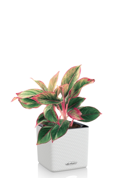 Аглаонема Крит в CUBE 14, белый