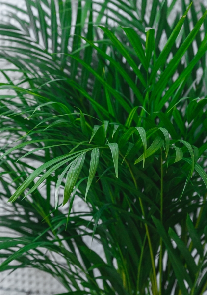 Хризалидокарпус 24/140 см Хризалидокарпус 24/140 см