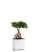 Фикус Бонсай в CUBE GLOSSY 14