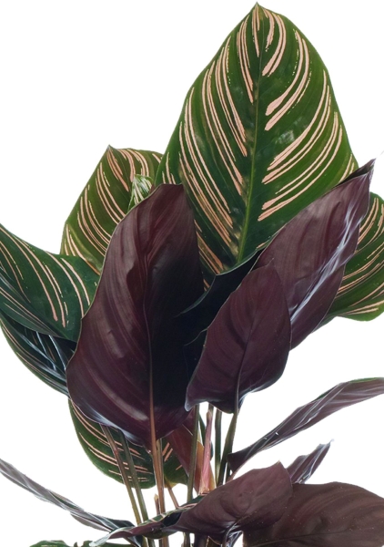 Вриезия Спленриет в CUBE GLOSSY 14