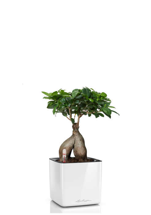 Фикус Бонсай CUBE GLOSSY 14/30 см Белый блестящий