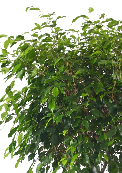 Фикус Экзотика двойная спираль 60/300 см Фикус Экзотика двойная спираль 60/300 см