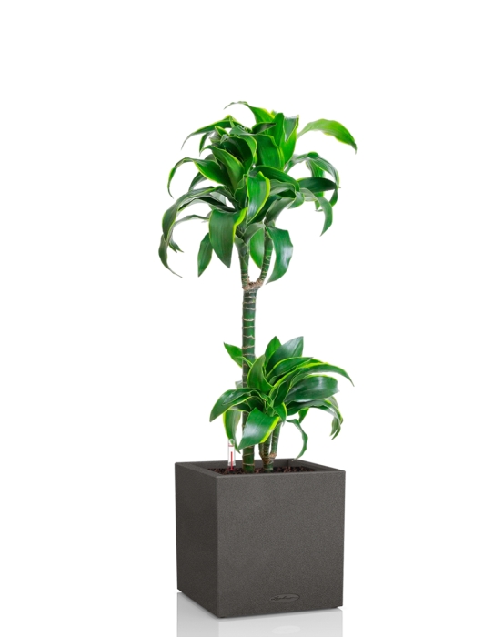Драцена Дорадо 2 ствола 19/100 см в CANTO STONE LOW 30, графитовый черный