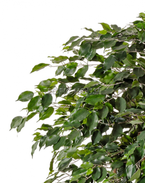 Фикус Бенджамина Де Люкс