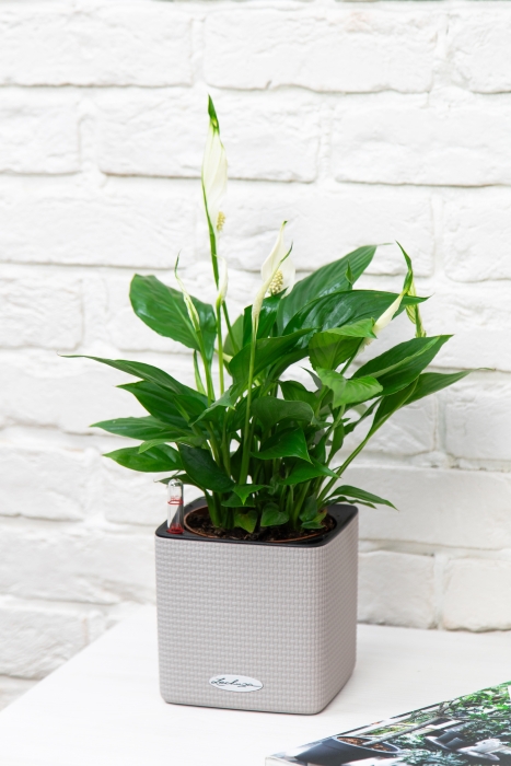 Спатифиллум 12/35 см