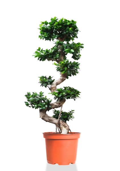 Фикус бонсай макси 50/150 см Фикус бонсай макси 50/150 см