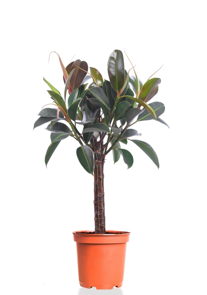Фикус Эластика Мелани на стволе 21/90 см Фикус Эластика Мелани на стволе 21/90 см