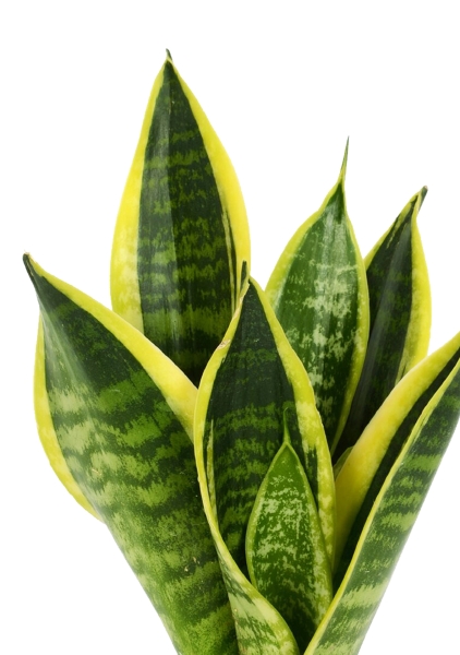 Сансевиерия Футура Суперба 14/40 см в CUBE COLOR 16