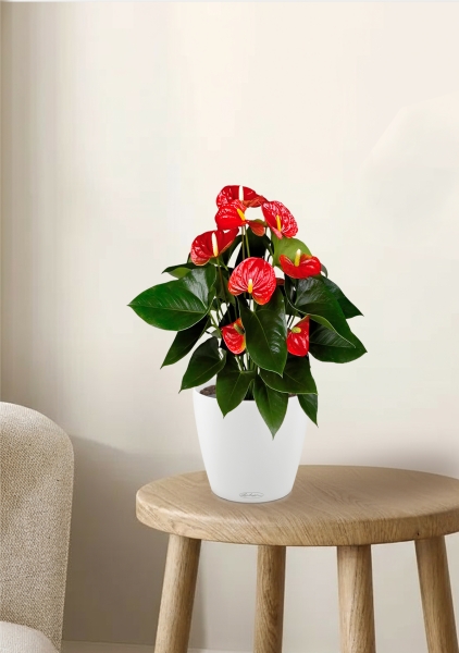 Антуриум Андрианум красный 17/60 см в CLASSICO COLOR 21