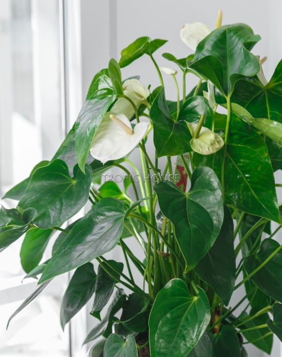 Антуриум белый в CLASSICO LS 21