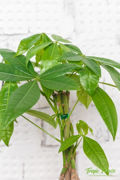 Пахира Акватика косичка 12/40 см