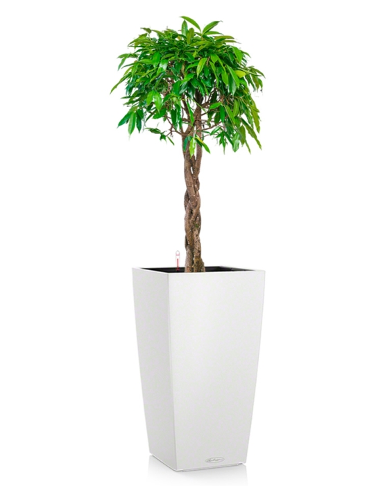 Фикус Амстел Кинг переплетенный 40/170 см в CUBICO COLOR 40, белый